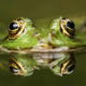 Frosch im Wasser