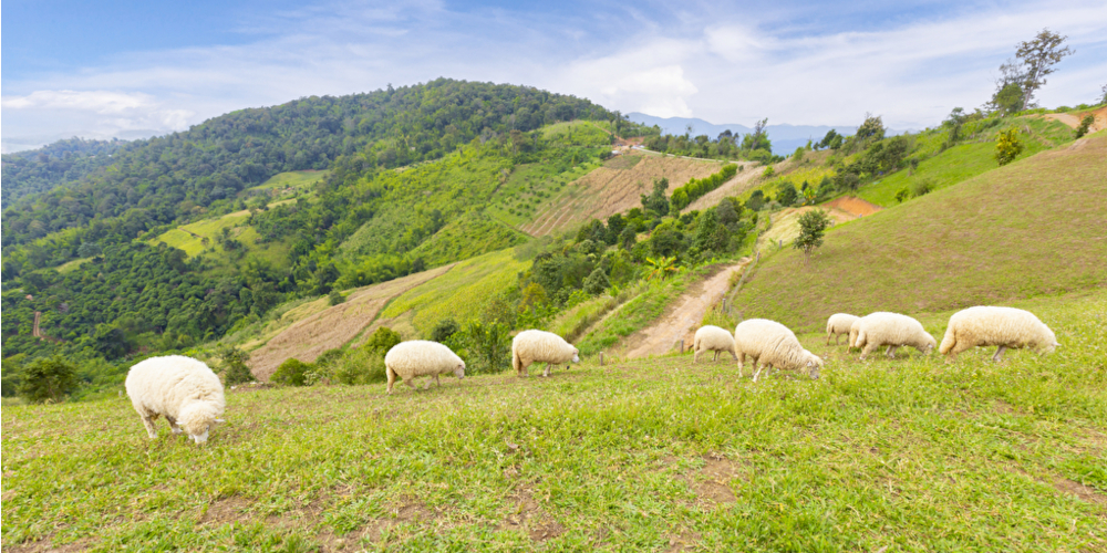 Schafe versorgen den Boden durch Kot mit wichtigen Nährstoffen, die die Bodenfruchtbarkeit verbessern. Anschließend kann das Feld neu bepflanzt werden. Foto: PantherMedia /Gamjai (YAYMicro)