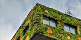 Fassadenbegrünung