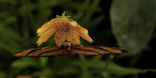 Schmetterling auf Blüte