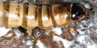 Lavastein mit Biofilm