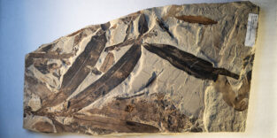 Außerirdische Pflanze