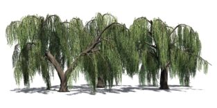 Grafik zweier Weidenbäume