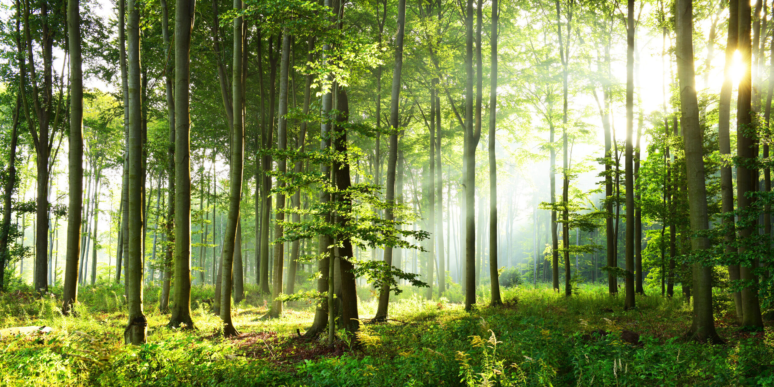 Wälder könnten als CO2-Speicher teilweise ausfallen