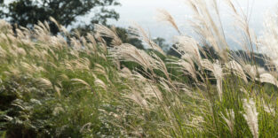 Chinesisches Silbergras