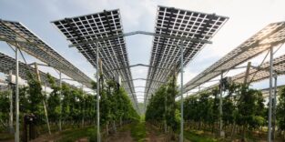 Solarmodule, die auf einem Feld stehen, darunter wird die landwirtschaftliche Fläche weiterhin genutzt.