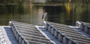 Vogel sitzt auf einer schwimmenden PV-Anlage.