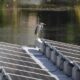 Vogel sitzt auf einer schwimmenden PV-Anlage.