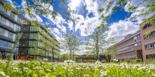Blick über eine Blumenwiese auf mehrere mehrstöckige Gebäude.