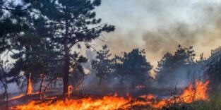 Blick in ein Waldgebiet: Am Boden breiten sich Flammen aus, der Rauch ist am Himmel zu sehen.