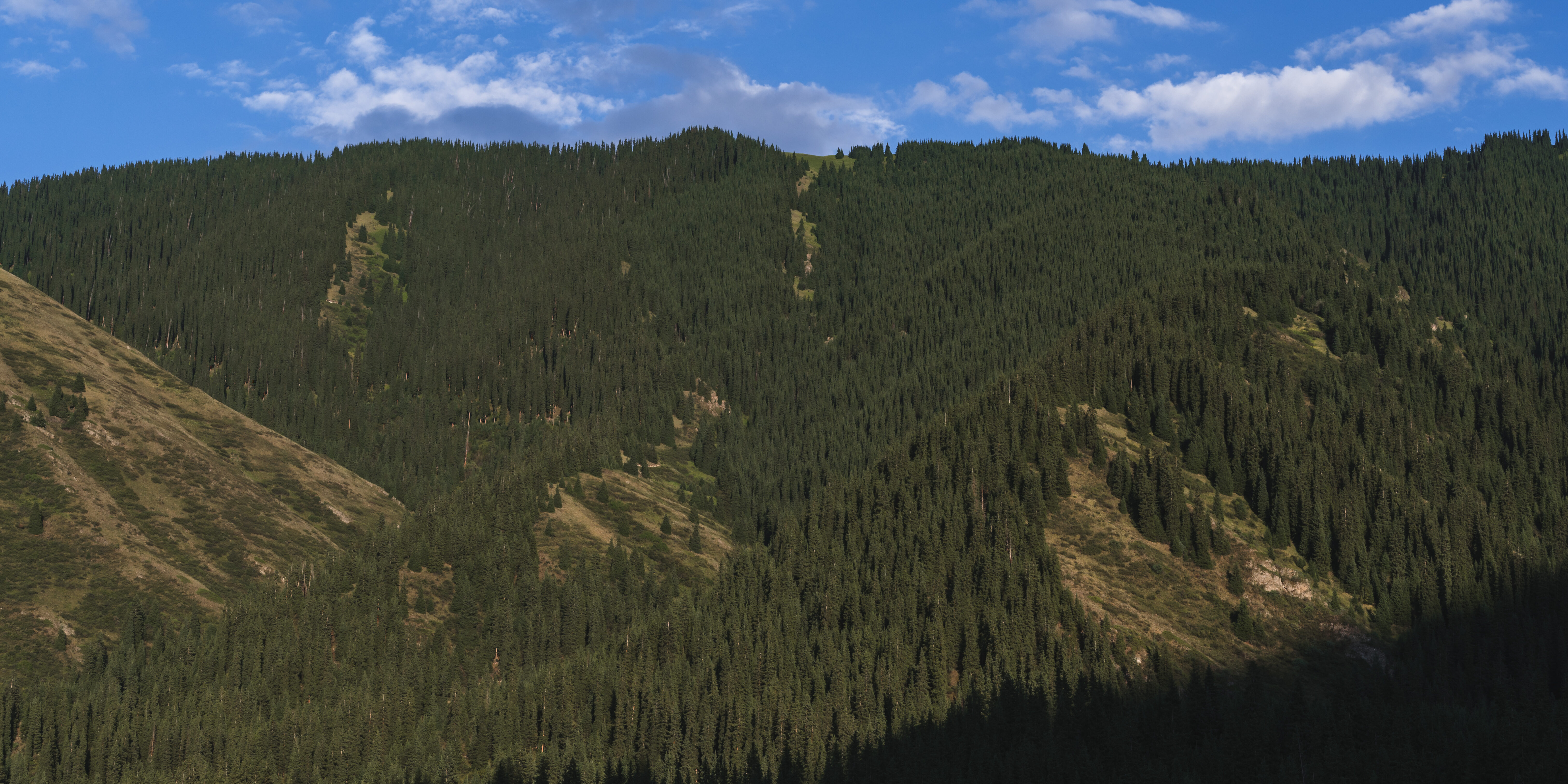 So kommunizieren Fichten vor einer Sonnenfinsternis