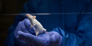 Maus in der Hand eines Wissenschaftlers