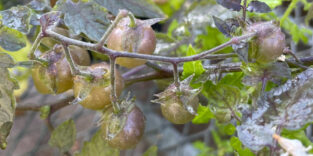 Wildtomaten auf Galápagos