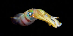 Langflossen-Kalmar (Doryteuthis pealeii)