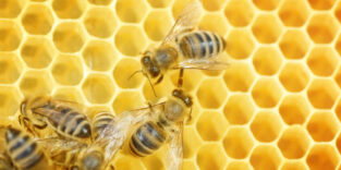 Bienen auf Bienenwabe