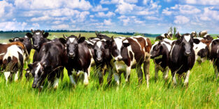 Rinder auf der Weide