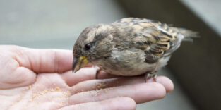 Spatz in der Hand
