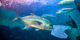 Ein Fisch schwimmt innerhalb eines Schwarms im Meer und beißt in eine Plastiktüte.