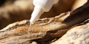 Säure weist Kalziumkarbonat im Feigenbaum nach