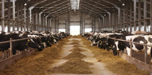 Blick in einen teilweise offenen Kuhstall.