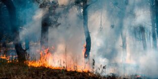 Brennender Wald mit dichtem Rauch