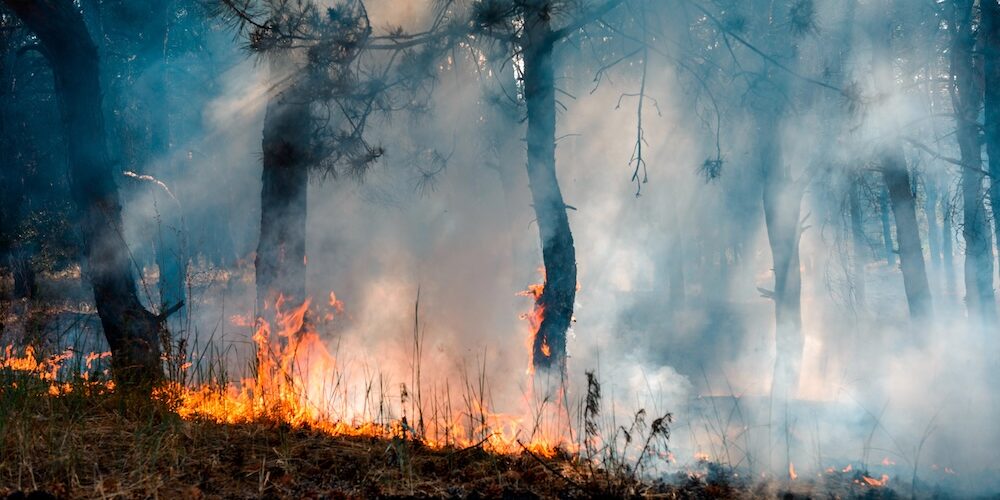 Brennender Wald mit dichtem Rauch