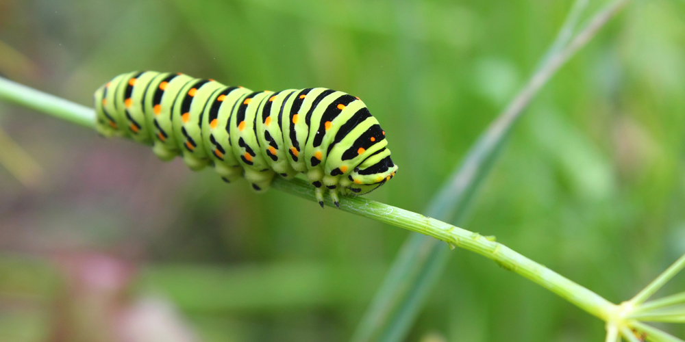 Eien Raupe sitzt auf einem Blatt.