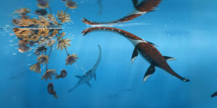 Plesionectes longicollum