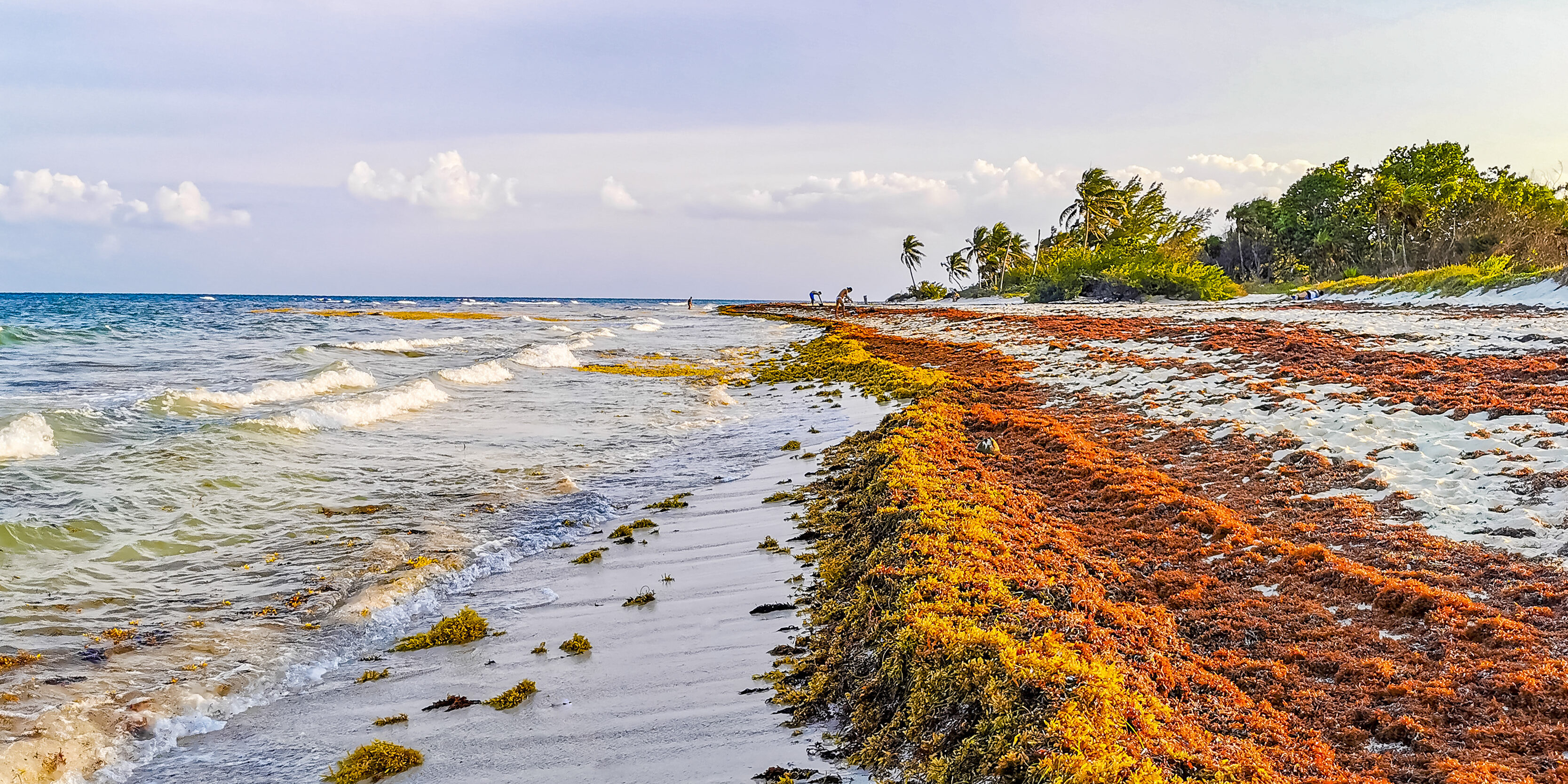 Macht Seetang die Betonherstellung nachhaltiger?