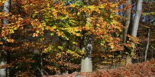 Ein Buchenwald im Herbst