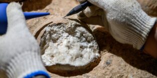 Dinosaurierei wird untersucht