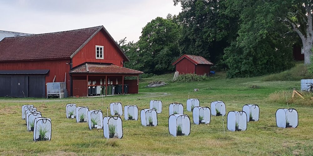 Blick auf eine Wiese, auf der Pflanzen eingehaust stehen, in denen Raupen gezogen werden.