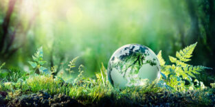 Ein gläserner Erdball auf einem Waldboden