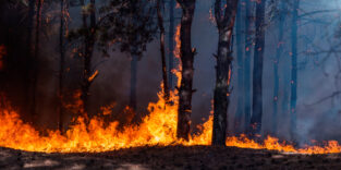 Bild eines Waldbrandes