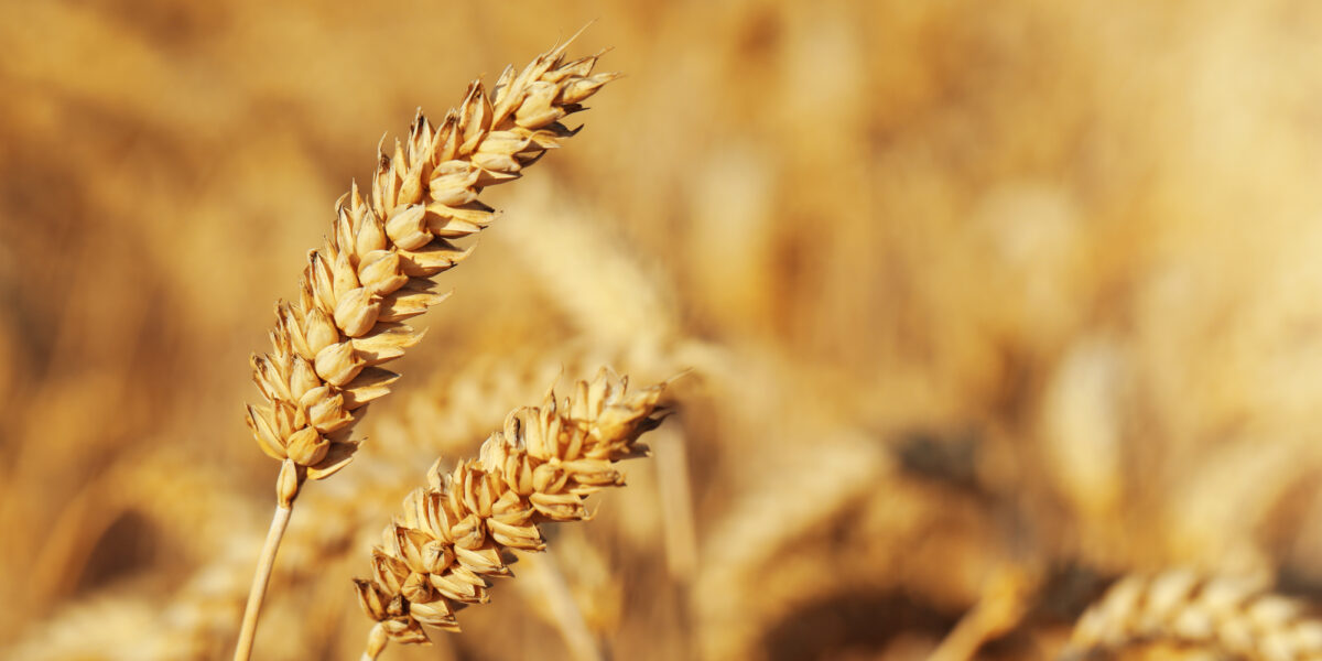 Weizen