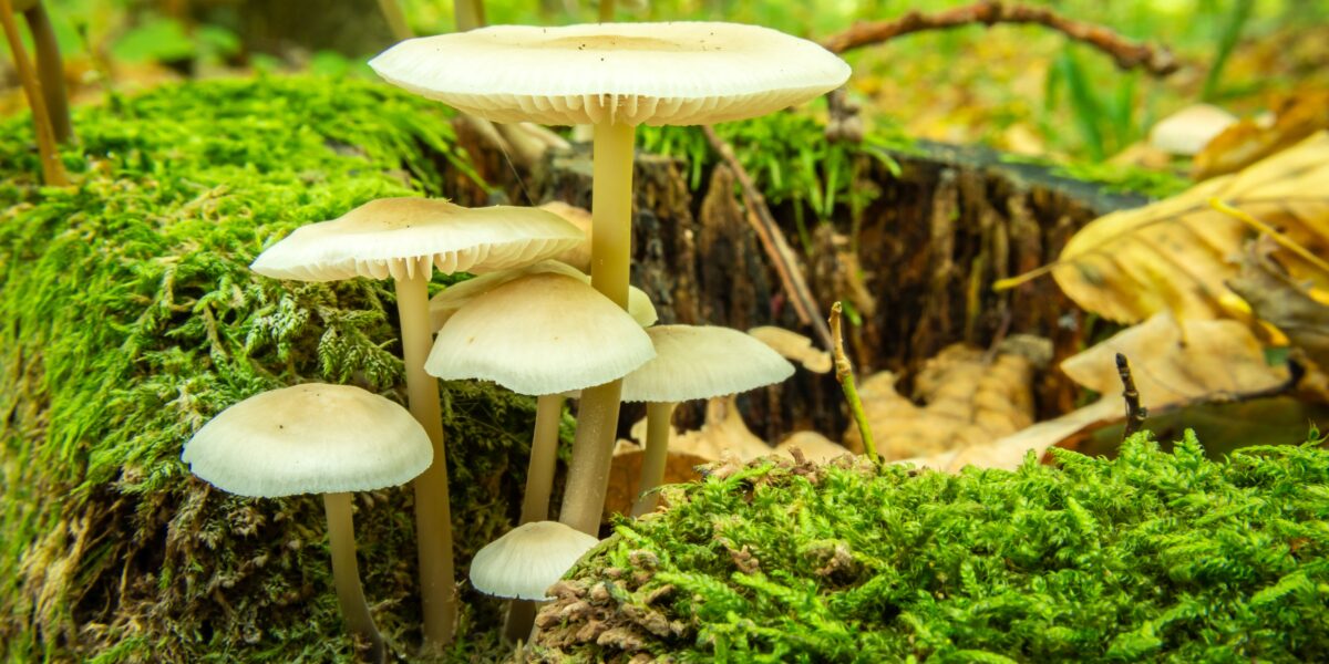 Wild mushrooms among the green mosses in the forest