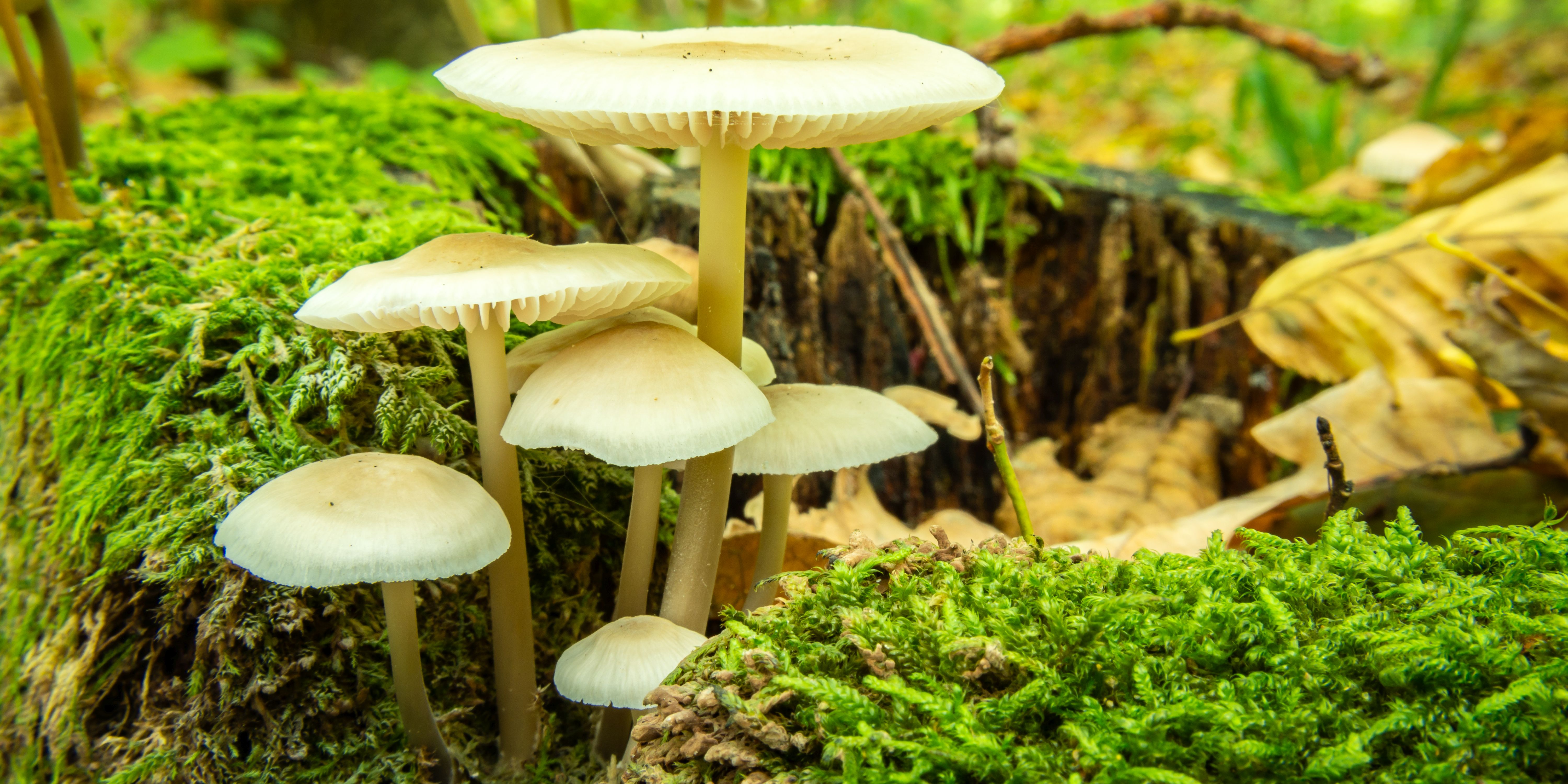 Wenn Pilze Häuser bauen – Myzel als Werkstoff der Zukunft