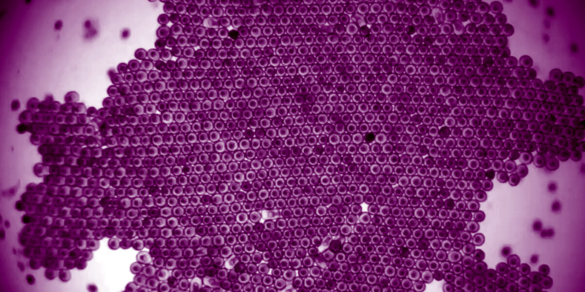 Rotierende Kristalle unter dem Mikroskop: Die winzigen Bausteine drehen sich, zerfallen und fügen sich selbst wieder zusammen – ein völlig neues Materialverhalten.