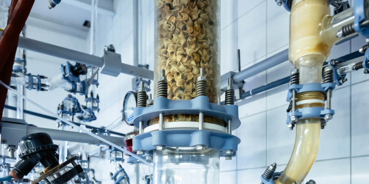 Der schwarze Schimmelpilz Aureobasidium pullulans verwandelt Nebenprodukte in wertvolle Chemikalien.
Foto: Tillmann Franzen