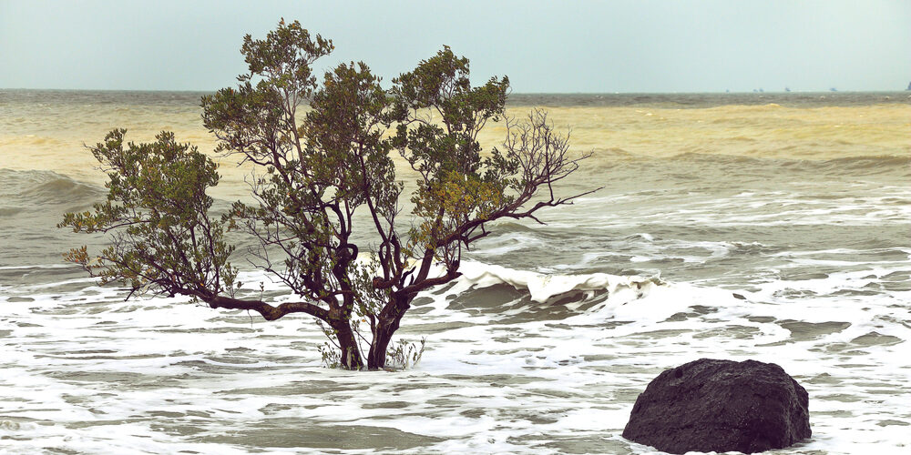 Das Meer steigt und überflutet einen Küstenabschnitte, so dass nur noch die Krone des Baumes zu sehen ist und ein kaum herausragender Fels.