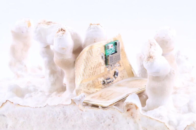 Elektronik aus Pilzen