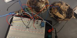 Bio-Computer aus Pilzen