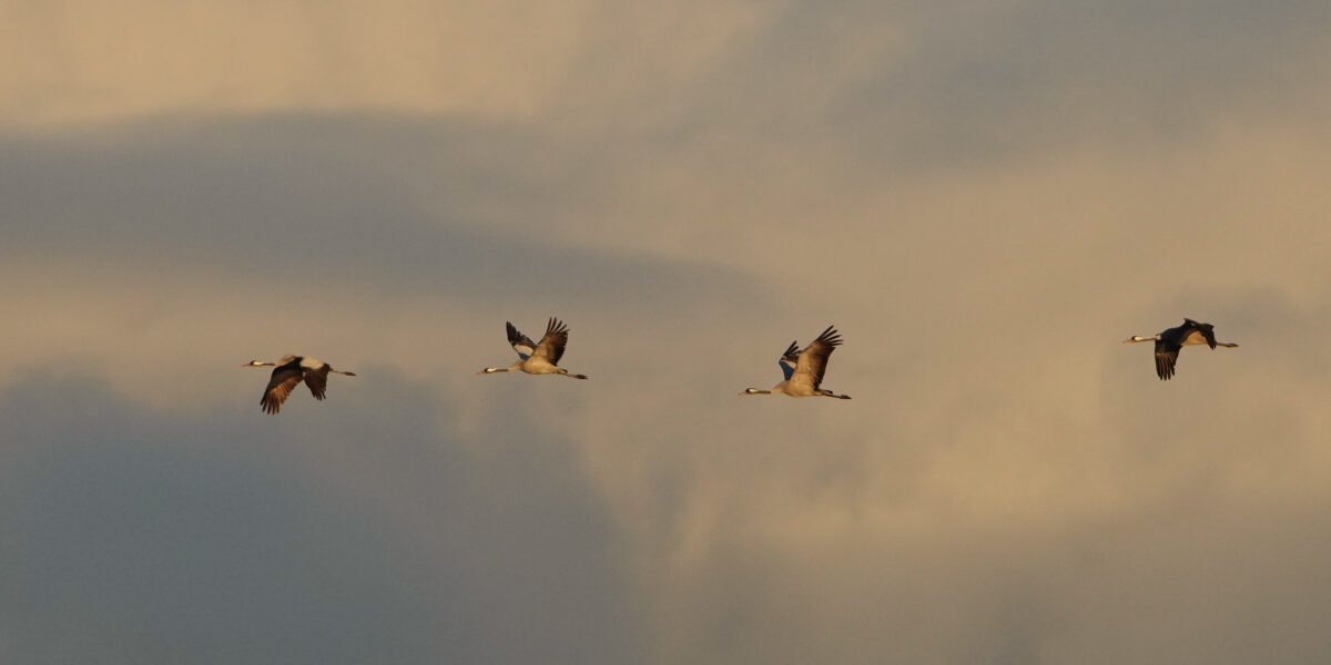 Künstliche Intelligenz erkennt Muster in Klima- und Umweltdaten, um Ausbrüche der Vogelgrippe in Europa frühzeitig vorherzusagen.