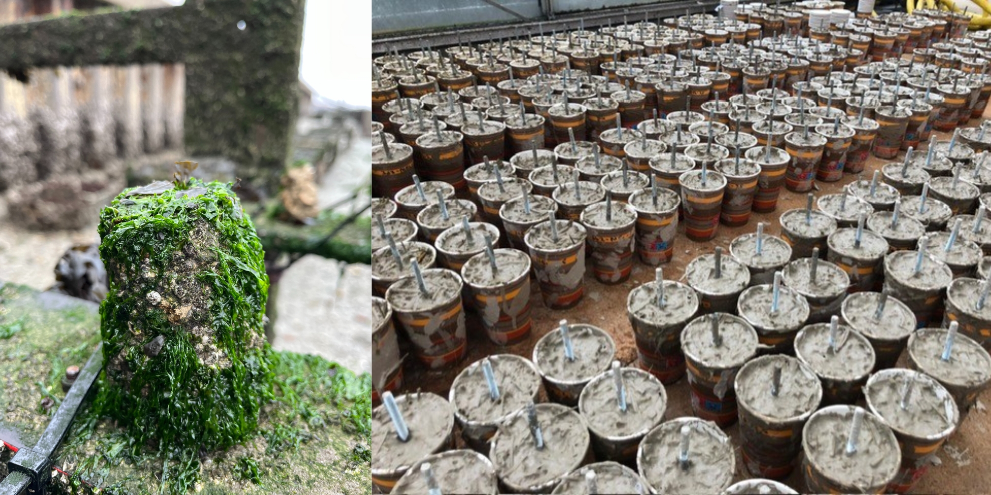 Bio-Baustoff aus Gras soll Küsten wieder aufbauen