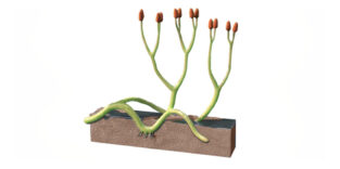 Urzeitpflanze Aglaophyton majus