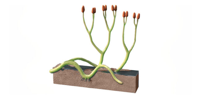 Urzeitpflanze Aglaophyton majus