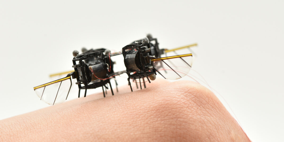Selbst als Windstörungen ihn vom Kurs abzubringen drohten, konnte der Roboter noch 10 Saltos in 11 Sekunden fliegen. Foto: Courtesy of the Soft and Micro Robotics Laboratory