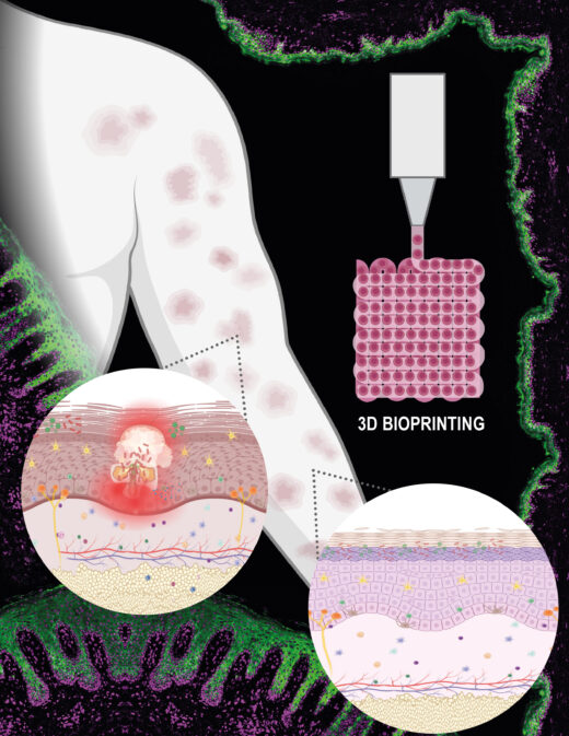 Mit 3D-Druck können Gewebeproben hergestellt werden, die Tierversuche ersetzen