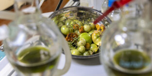 Tomatenreste im Labor