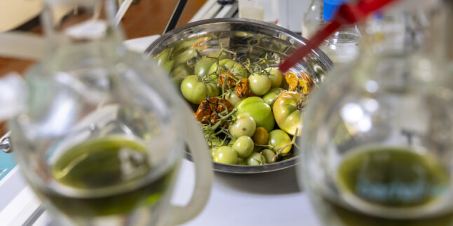 Tomatenreste im Labor